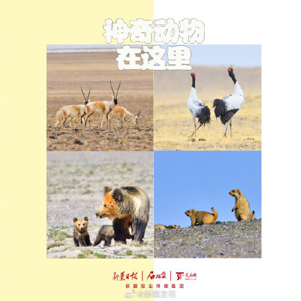 阿爾金山:神奇動物在這裡 阿爾金山:神奇動物在這裡