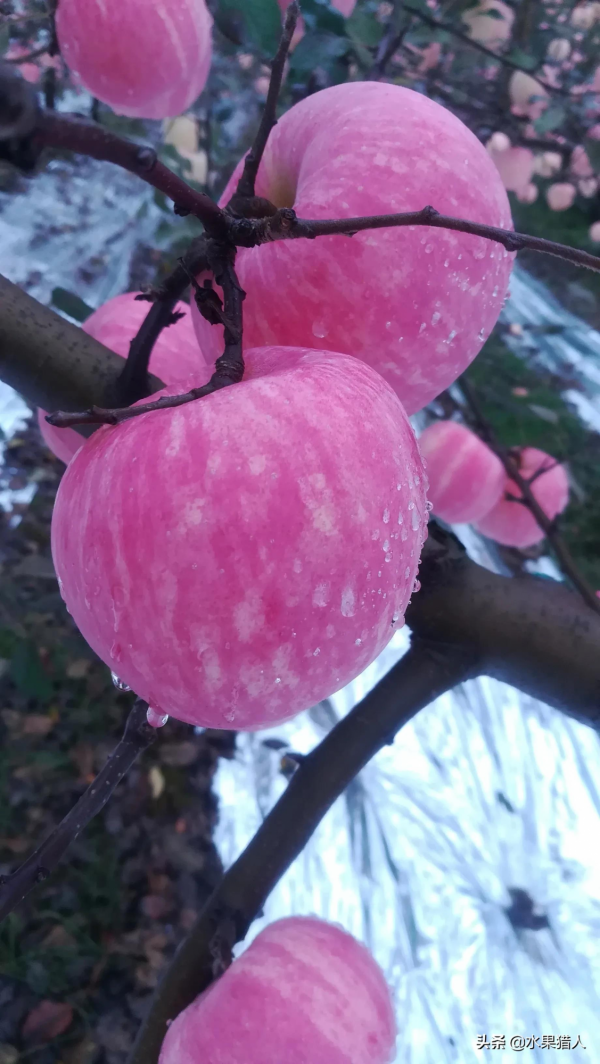 2021年10月26日蘋果產地行情 2021年10月26日蘋果產地行情