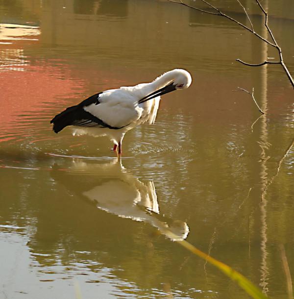 鄱陽湖畔的兩隻東方白鶴 鄱陽湖畔的兩隻東方白鶴