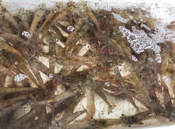 中秋前後，吃牛羊肉不如吃它，蒸一蒸就上桌，鮮嫩入味，別不懂吃