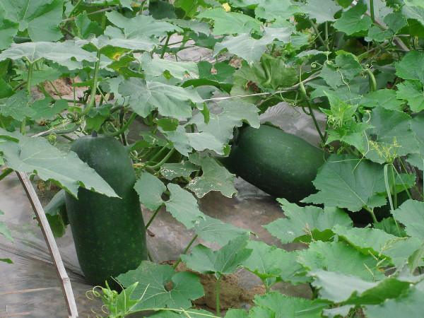 農村12種不長蟲不用打藥的家常菜，種下去就有得吃，你家有幾種？