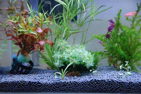 養花不用買肥料，把廚餘垃圾“囤起來”發酵，就是養花的好材料