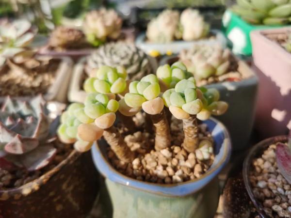 感謝遇見——在彼此的生命裡丰姿綻放