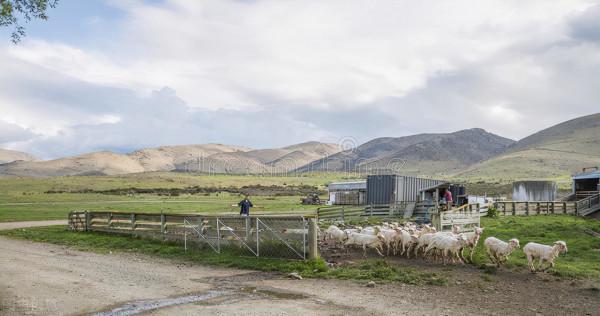 羊最怕吃什麼？羊有三怕，請遠離這些東西，以預防為主