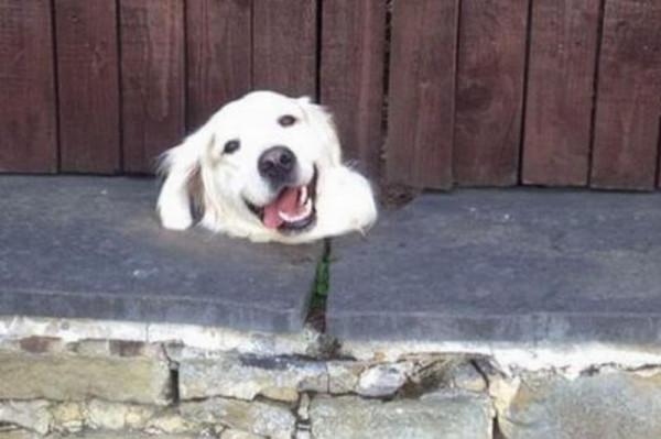 因搞破壞被抓時的狗狗,它的表情我能笑一天 因搞破壞被抓時的狗狗,它的表情我能笑一天