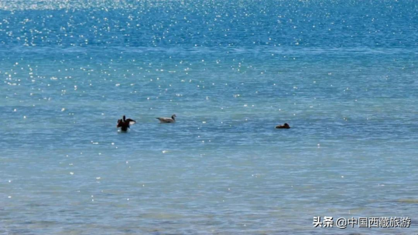 陳坤又來西藏了！曾徒步西藏3次，揭秘他都去了哪！