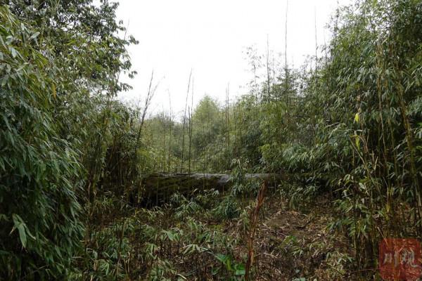 小徐進山Vlog | 在無人秘境做熊貓“撿屎官”是怎樣的體驗? 小徐進山Vlog | 在無人秘境做熊貓“撿屎官”是怎樣的體驗?