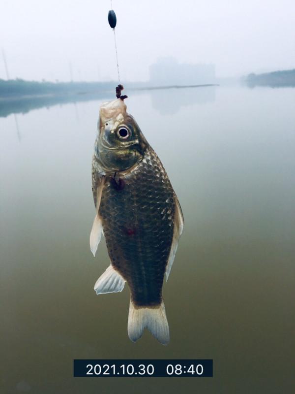 水深一兩尺,打窩十來斤,野河來了無數釣友有趣垂釣 水深一兩尺,打窩十來斤,野河來了無數釣友有趣垂釣