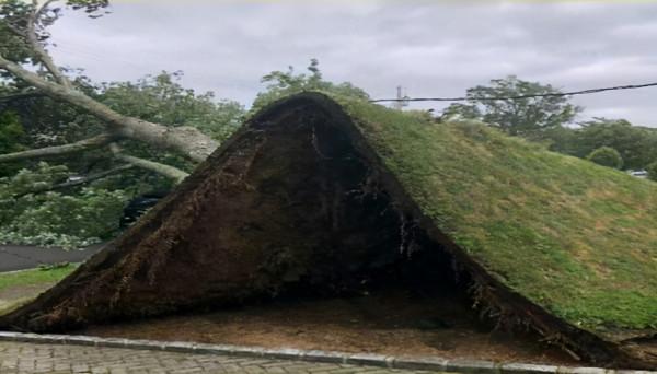 35張活久未見的照片，車走了冰還在原地，袋鼠打架像在鬥舞