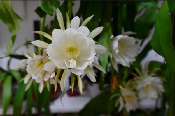 6種漂亮花&OpenCurlyDoubleQuote;不吉利&rdquo;，講究人一般不養，但是太漂亮，看著就喜歡