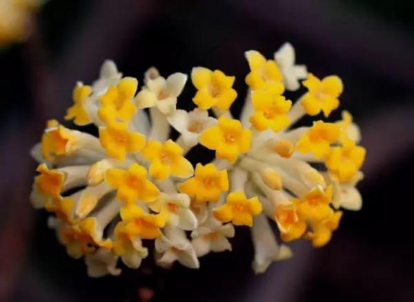美麗的 結香花 美麗的 結香花