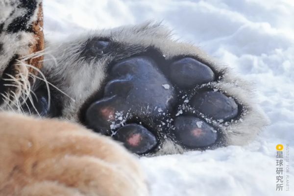 &quot&semi;meng&quot&semi;虎出山，虎年新春帶你看老虎的前世今生