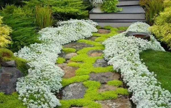 每年都搶著買的香雪球，種在花園裡引人駐足，流連忘返