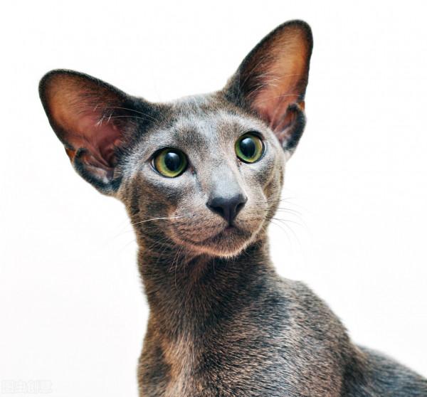 貓咪的壽命有多久？你家貓主子能陪你多少年？｜再見寶貝寵物關愛