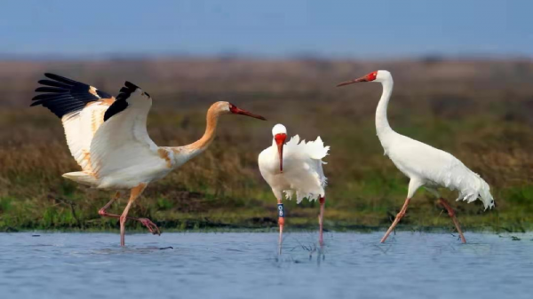 壯觀!江西迎來大批候鳥,畫面美翻了 壯觀!江西迎來大批候鳥,畫面美翻了