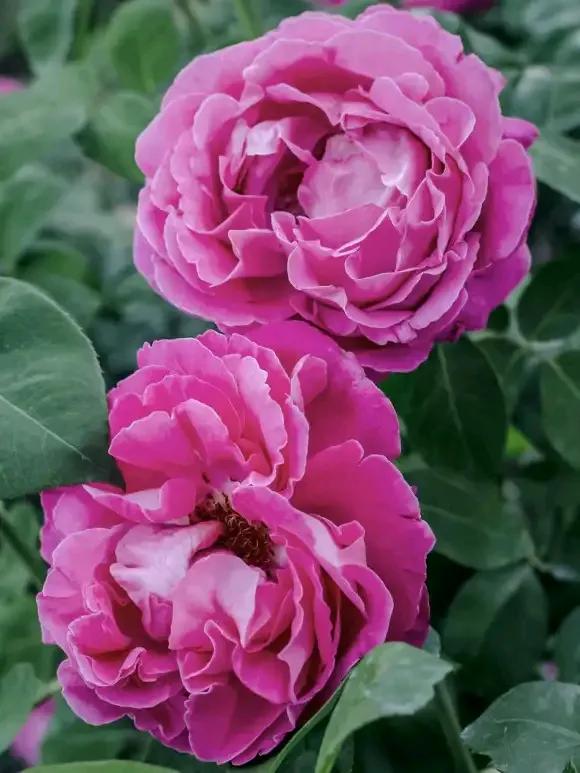 月季品種裡，據有牡丹月季之稱的6個品種，爭奇鬥豔，美不勝收