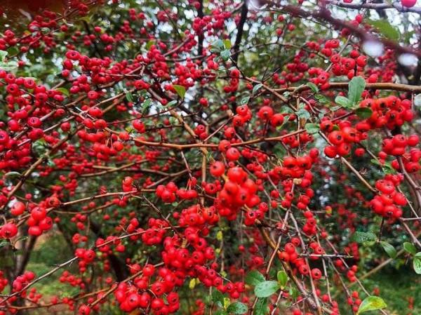 火棘串串枝上紅，蓬蓬綠葉透晶瑩