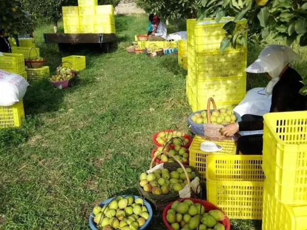 “庫爾勒香梨”變味難吃!口碑極差,跌到2毛1斤,果農心裡難受 “庫爾勒香梨”變味難吃!口碑極差,跌到2毛1斤,果農心裡難受