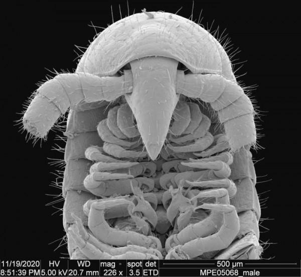 千足蟲真有千足嗎?科學家在澳大利亞首次發現超過千足的千足蟲 千足蟲真有千足嗎?科學家在澳大利亞首次發現超過千足的千足蟲