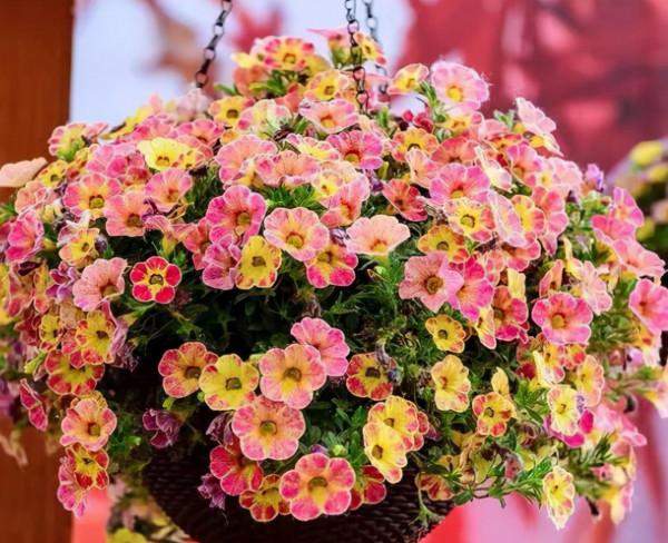 5種漂亮花卉，個個開成大花球，看見都想養