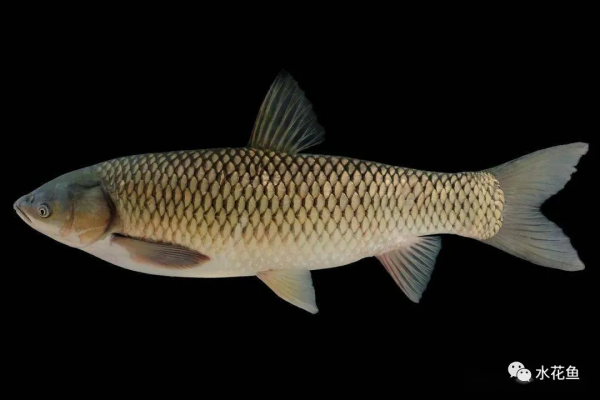 咽喉齒演化說明：草魚可能起源於3千萬年前中國西部的肉食性魚類