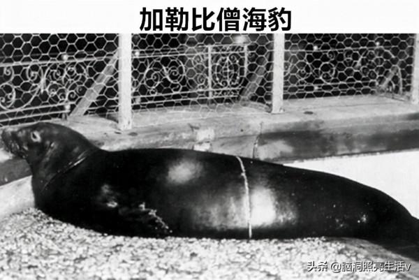 用相機記錄下來的，在歷史上早已經滅絕的8種罕見動物