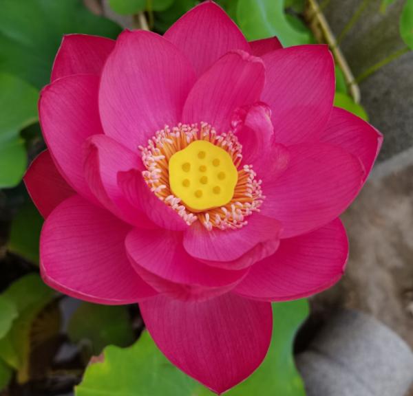 愛上養花之後,會被5種福氣包圍,花友:太幸福了 愛上養花之後,會被5種福氣包圍,花友:太幸福了