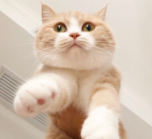 英短貓為什麼這麼火?過來人告訴你,養的那叫一個省心 英短貓為什麼這麼火?過來人告訴你,養的那叫一個省心