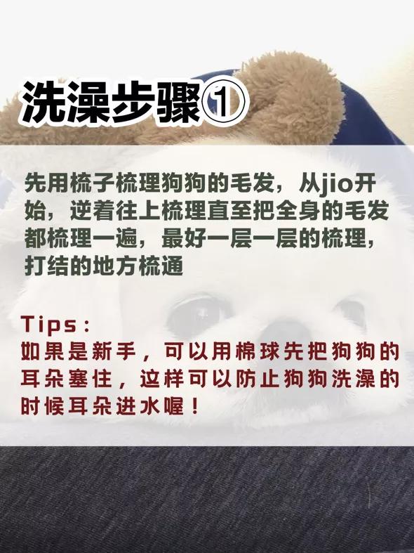狗狗洗澡三步曲~詳細洗澡步驟