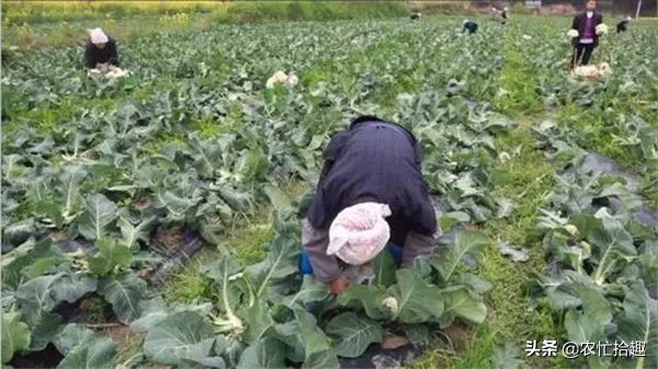 菠菜打掩護,一個月悄悄漲了8倍,多地陷入歉收,價高成了安慰 菠菜打掩護,一個月悄悄漲了8倍,多地陷入歉收,價高成了安慰