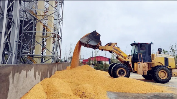 七十三團玉米烘乾廠促生產 解民憂