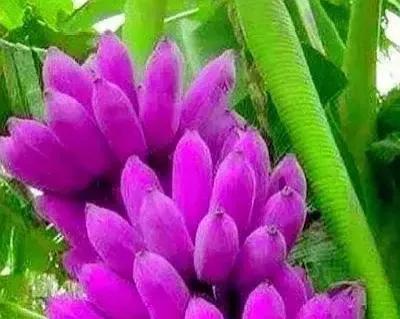 分享圖片&mdash;&mdash;罕見彩色香蕉