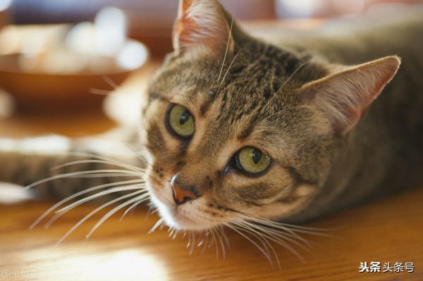 我用中醫中藥給貓治病記 我用中醫中藥給貓治病記