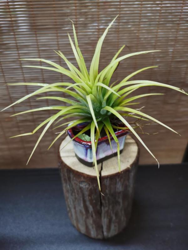 快春節了，來一波超讚木頭風園藝佳作欣賞