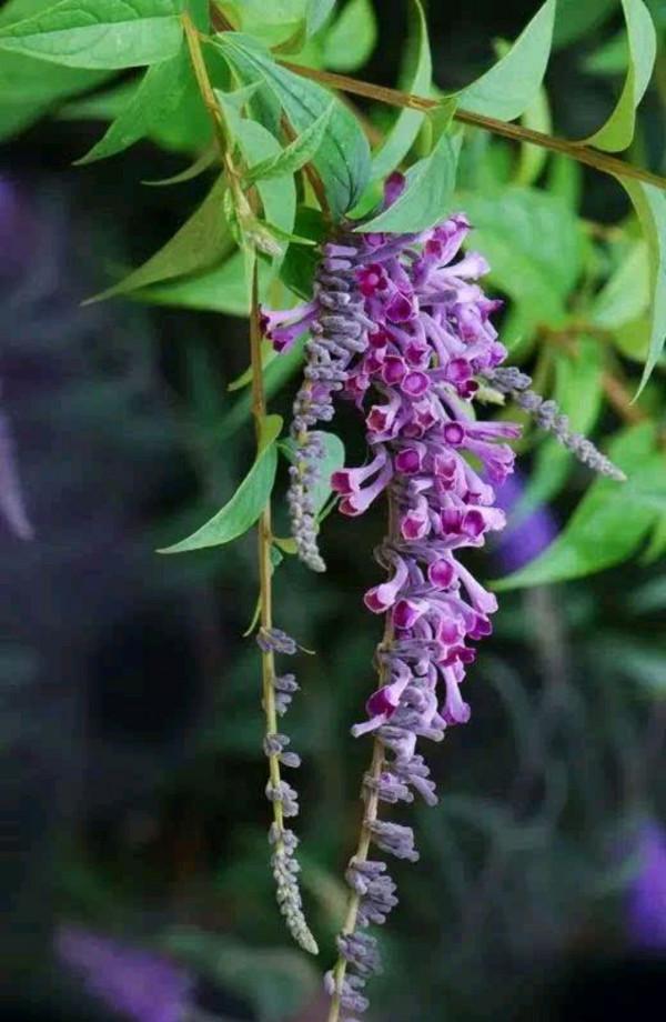 100種有毒的花和果，生活中很常見，出門要小心，避免受傷害