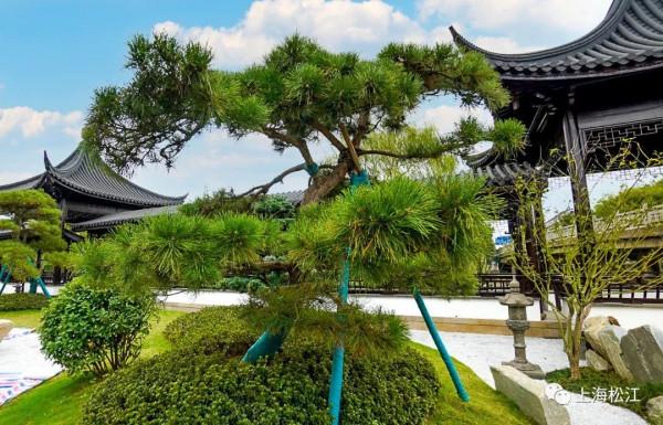 松江這座古塔修繕完成，它的“晚禮服”更迷人