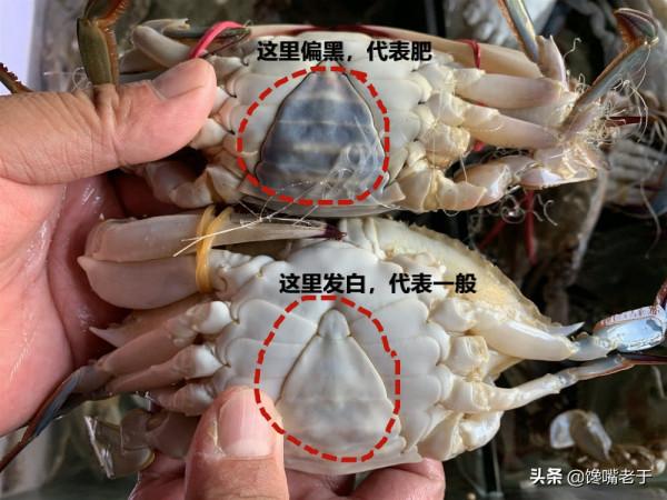 買梭子蟹不會挑?船老大教你3招,個個膏滿黃肥,保準一挑一個肥 買梭子蟹不會挑?船老大教你3招,個個膏滿黃肥,保準一挑一個肥