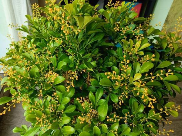 花成了光桿司令，剪一刀撒點藥，很快冒新芽