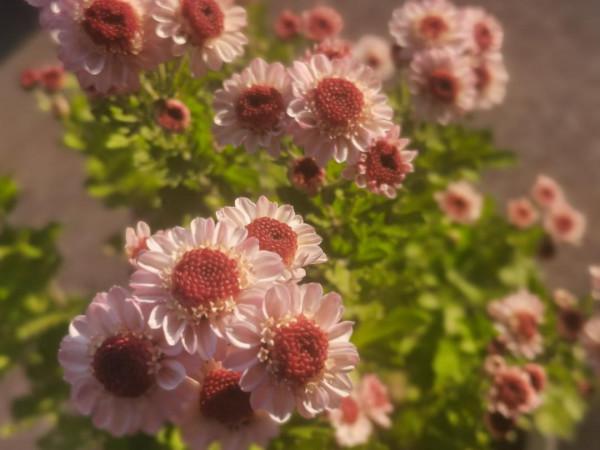 最推薦你買的花——小菊