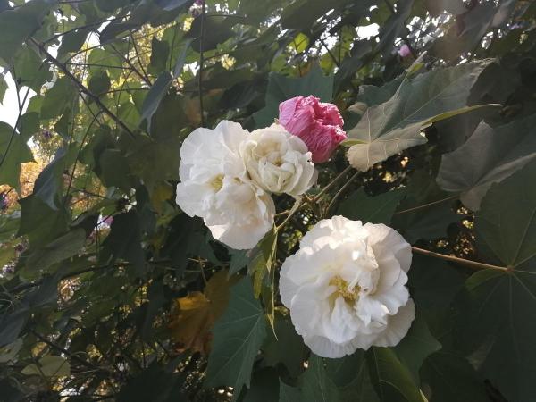 10月份開花的8種花,想下個月看開花的,不能錯過 10月份開花的8種花,想下個月看開花的,不能錯過