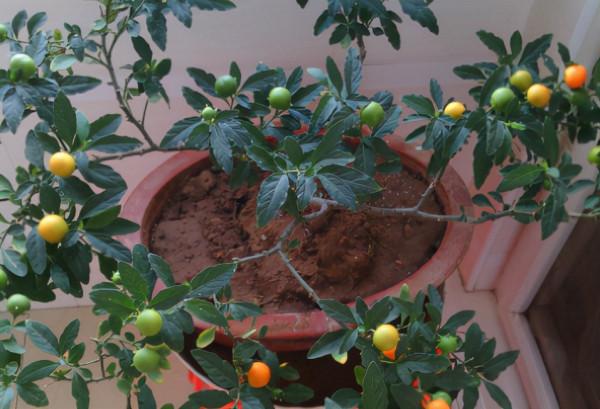 不挑環境,有土就活的珊瑚櫻,盆栽果實能掛枝半年多 不挑環境,有土就活的珊瑚櫻,盆栽果實能掛枝半年多