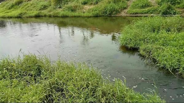 為什麼“釣魚要釣草”，又該如何去釣草呢？