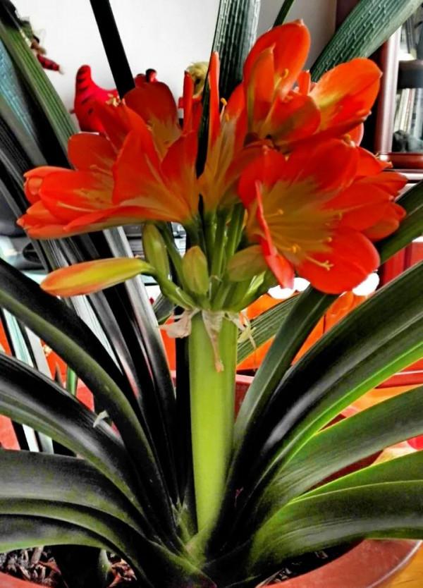 分享圖片：醉美君子蘭