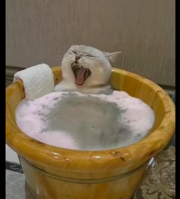 網友給貓咪買了一個小澡盆，它舒坦地躺在裡面，羨慕這樣的生活啊
