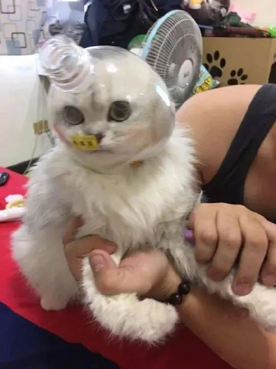 又心疼又好笑！德牧出任務追犯人，卻意外遭豪豬攻擊身中200刺