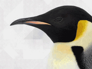 一個摺紙“花”，竟能成為美軍方的黑科技研發專案