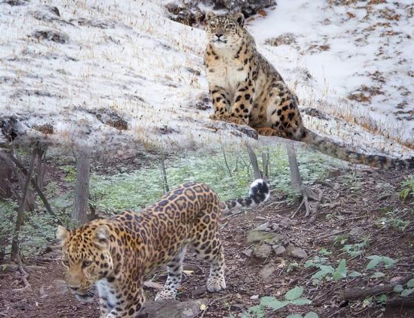 受氣候變化影響，有哪些原本無法見面的猛獸，未來可能會掐架？