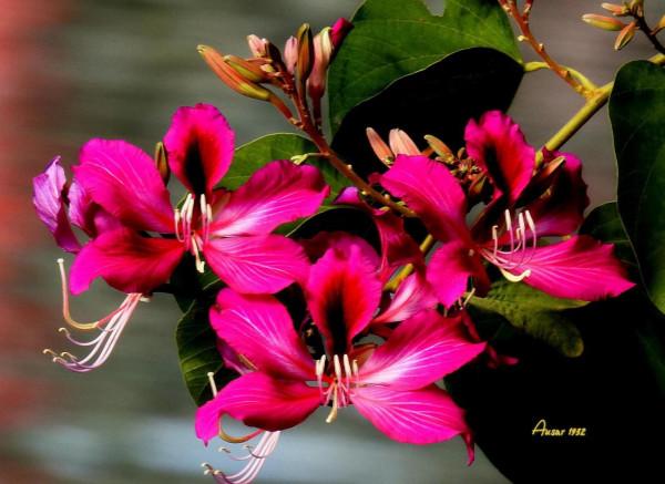 紫荊花，花大豔麗似彩蝶