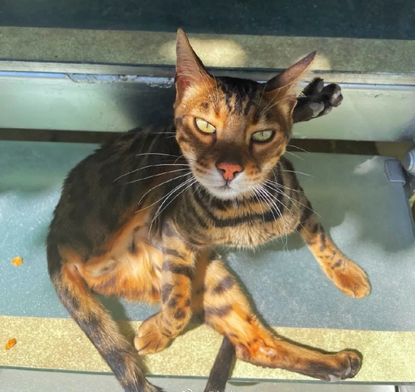 布能豹：我跑過最長的路是鏟屎官的套路