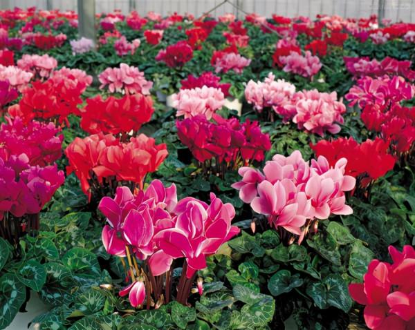 8種&OpenCurlyDoubleQuote;矯情&rdquo;年宵花，幹不得，澆不得，十有八九養不好